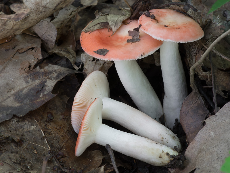 Russula persicina